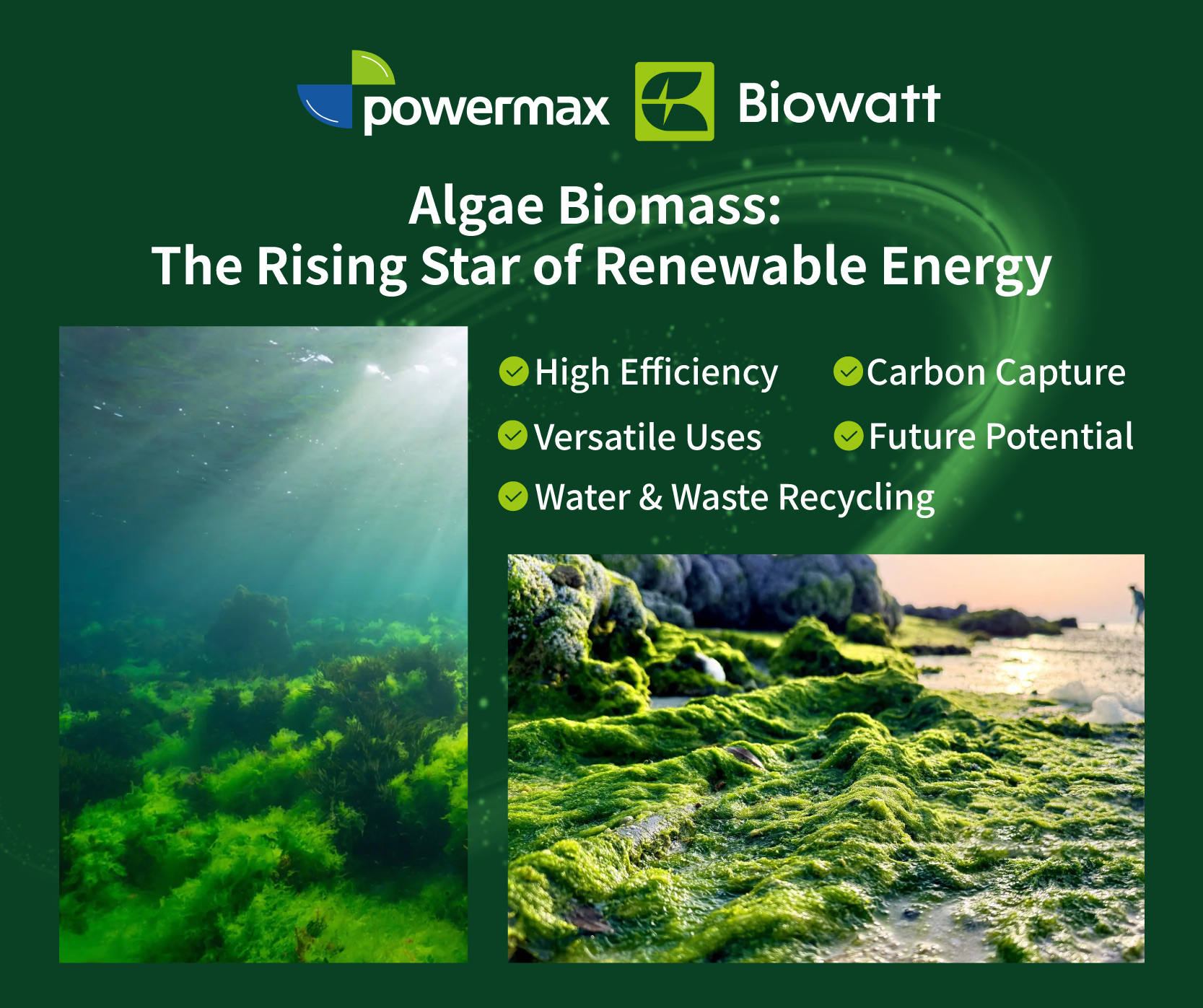 Algae Biomass Renewable Energy from Algae Algae Biofuels.jpg